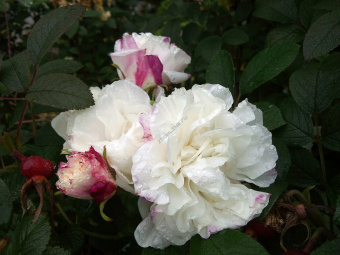 opisanie-kanadskih-parkovyh-roz-ih-sorta-i-sovety-po-uhodu-8