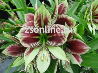 Изображение загружено обработкой по данным файла Excel