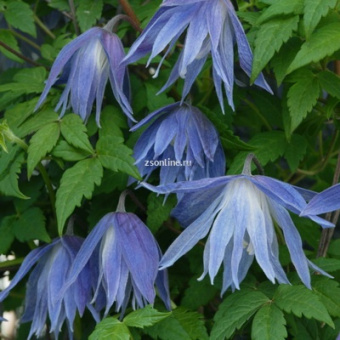 Изображение загружено обработкой по данным файла Excel