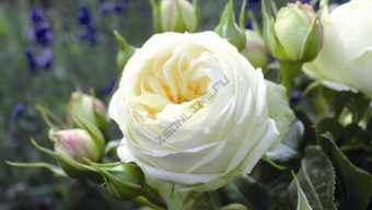 Роза чайно-гибридная Веддинг Пиано