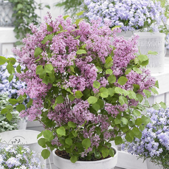 Сирень Мейера Флауэрфест Пинк (С2)