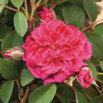 НоменклатураПрисоединенныеФайлы