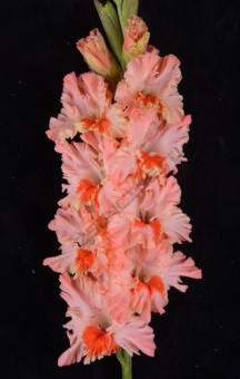 Гладиолус Свиристель 10-12/К 5шт