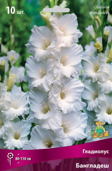 Гладиолус Бангладеш 10шт