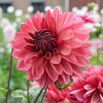 Георгина декоративная Бакарди I/К