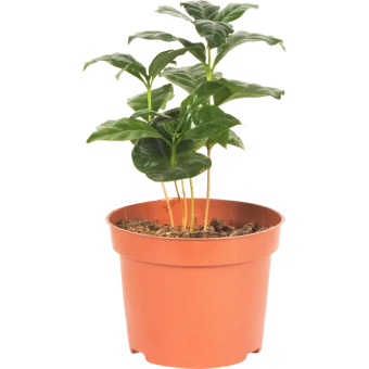 Кофе 12/20-25  см