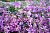 Флокс шиловидный, Phlox subulata Moerheimii, розовый с красным глазком, h-20 см, 1 л
