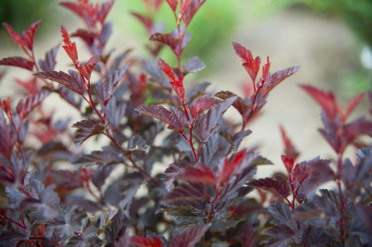 Physocarpus_op_Littl