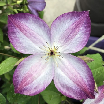 Клематис ботанический Пенил