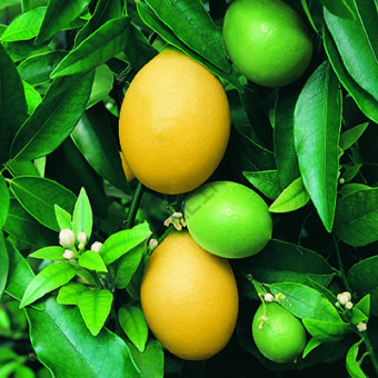 citrus_laimkvat_leiklend