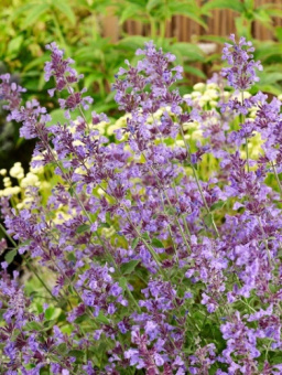 Котовник Фассена Волкез Лоу/К