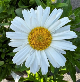 Нивяник наибольший P9