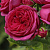 Роза чайно-гибридная Софи Луиз, (C 7, 30-40см