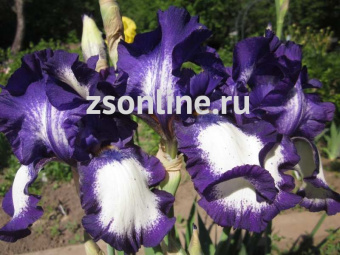 Изображение загружено обработкой по данным файла Excel