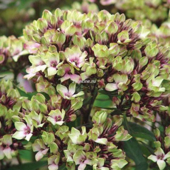 Изображение загружено обработкой по данным файла Excel