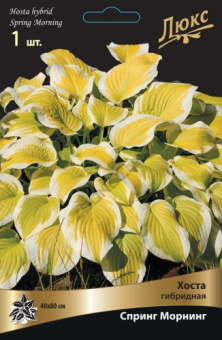Хоста гибридная Спринг Морнинг (листья со светло-желто-зеленым центром и белой каймой, 1шт, I)