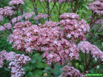 Очиток заячья капуста Matrona, P 9