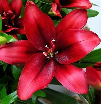 liliya-aziya-mahrovaya-blad-brazerz-2sht-lilium-bl