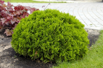 Туя западная Даника Ауреа