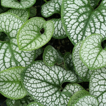 species_images_649_4114