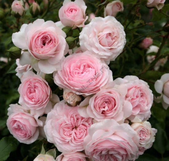 Роза флорибунда Лариса, C 7, 30-40 см