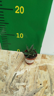 Гастерия D5,5