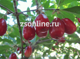 Изображение загружено обработкой по данным файла Excel