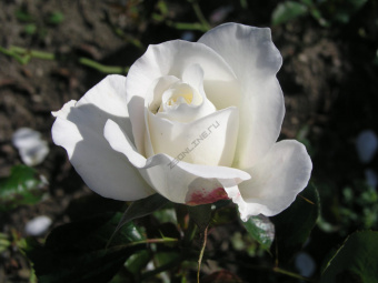 Роза чайно-гибридная Тру Лав