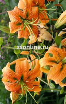 Изображение загружено обработкой по данным файла Excel