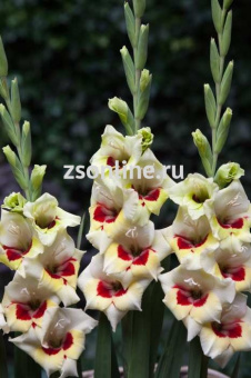 Изображение загружено обработкой по данным файла Excel