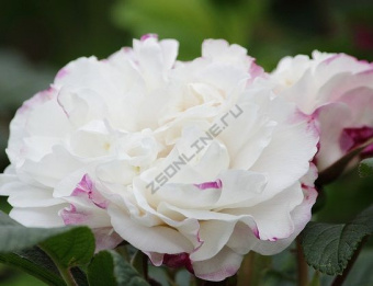 Роза канадская парковая Луиза Багнет (белый с зеленым оттенком, махровый, высота 0,9м)