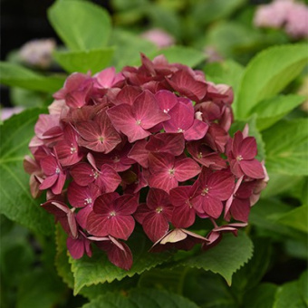 gorten_krupnolist_rerembrand_rosso_glory