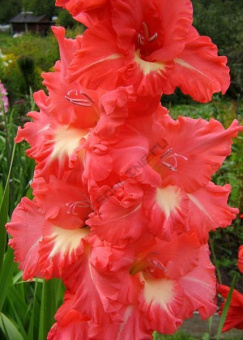 Гладиолус Красная Площадь