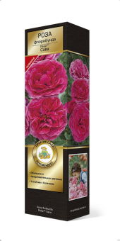 Роза флорибунда Река Сава