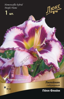 Лилейник гибридный Пёпл Флейм, 1 шт