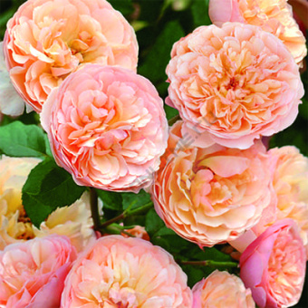 НоменклатураПрисоединенныеФайлы