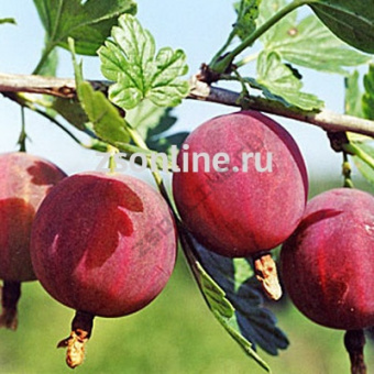 Изображение загружено обработкой по данным файла Excel