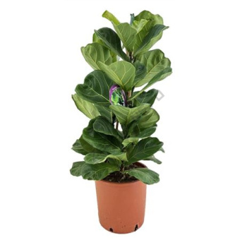 Фикус Лирата 3 ств. D23см H90см