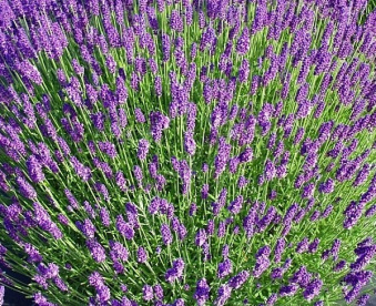 hidcote-blue111