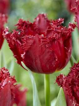 e13c4c6b684536ecde3ac77213ca4d80_L