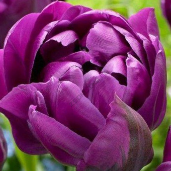 lukovicy_tyulpana_kraun_ov_negrita