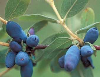 zhimolost_sedobnaya_blyu_velvet_218-650x650