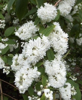 Изображение загружено обработкой по данным файла Excel