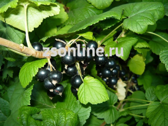 Изображение загружено обработкой по данным файла Excel