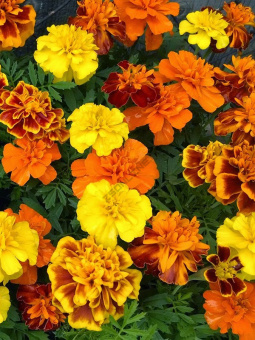 Бархатцы отклоненные смесь, Е10