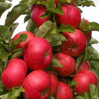 Яблоня колонновидная Джин