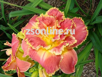 Изображение загружено обработкой по данным файла Excel