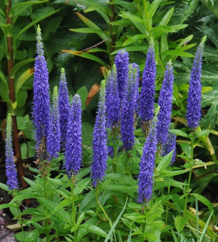 Вероника колосковая Нана Блаутепих/К