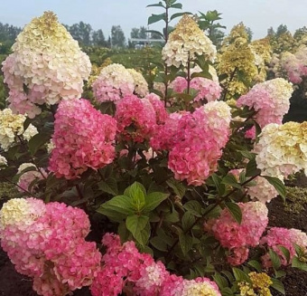 b5558c11f0e50b165349d706b384ca78