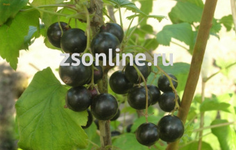 Изображение загружено обработкой по данным файла Excel